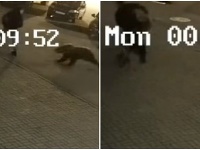 Útok medveďa v Rusku Útok medveďa v Rusku