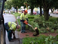 Pracovníci Technických služieb pília popadané stromy po búrke a silnom vetre na ulici M.R. Štefánika v Trebišove