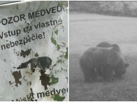 V lokalite Divín sa pohybuje viac medveďov ako inokedy V lokalite Divín sa pohybuje viac medveďov ako inokedy