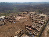 Odlesňovanie brazílskeho amazonského pralesa sa v prvej polovici roka 2020 zvýšilo o rekordných 25 percent