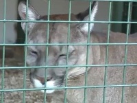 Faunapark v okrese Jeseník Faunapark v okrese Jeseník