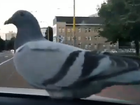 Holub sa povozil na policajnom aute. Holub sa povozil na policajnom aute.