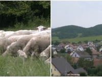 Útok vlčej svorky v Žaškove Útok vlčej svorky v Žaškove