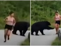 Bežkyni skrížil cestu medveď čierny Bežkyni skrížil cestu medveď čierny