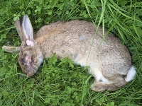 Zákerné ochorenie zabíja králikov. 
