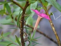 Jednou z užitočných a zároveň vzhľadných novoobjavených rastlín je Ipomoea noemana, prezývaná ranná sláva.