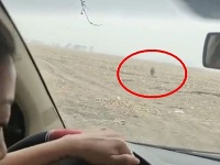 Tiger sa veľkou rýchlosťou rútil na auto. Tiger sa veľkou rýchlosťou rútil na auto.