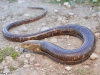 Nový poddruh slepúchovca Pseudopus apodus levantinus Nový poddruh slepúchovca Pseudopus apodus levantinus