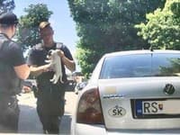 Polícia zachránia psíka z rozhorúčeného auta Polícia zachránia psíka z rozhorúčeného auta