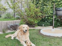 Eko toaleta pre psy.