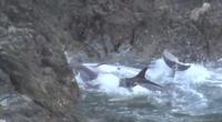 Delfíny v snahe uniknúť narážajú na skaly.