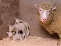 Ovca Dolly, vôbec prvý úspešne klonovaný cicavec, s jej tromi jahniatkami v Roslinovom ústave v škótskom  Edinburgu  1.4.1999.