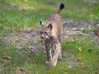 Dánska zoo vyzýva verejnosť: Darujte nám svoje zvieratá ako potravu pre predátorov!