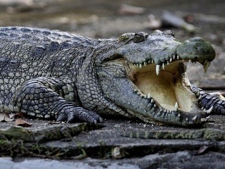 Krokodíl zožral indonézskeho rybára: