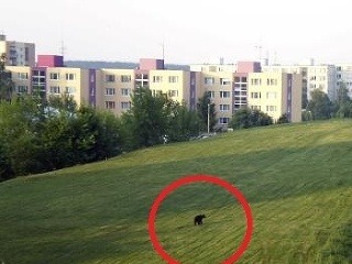 Medveď terorizuje okolie Lučenca,