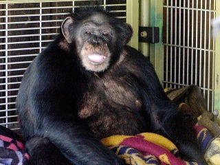 Šimpanzy v Kongu zabíjajú