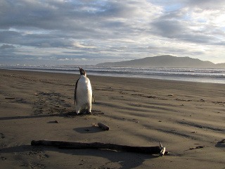 Zablúdený tučniak žerie miesto