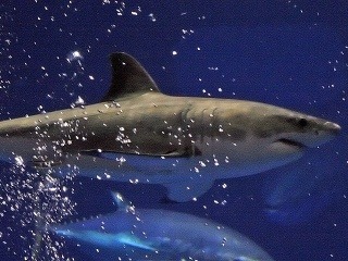 Smrtiacich útokov žralokov je