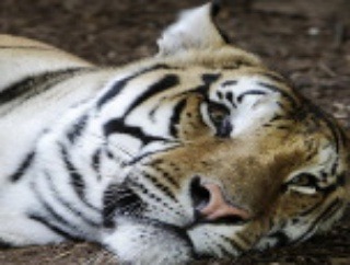Smrť v zoo: Tigrík
