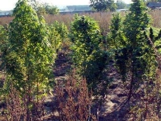 Obrovská plantáž marihuany prežila
