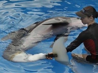 Zachránili delfína, dostal protézu