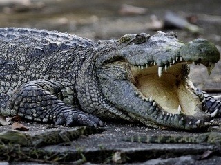 Útok hladného krokodíla v