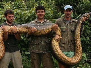 Chytili monštruózneho hada, váži