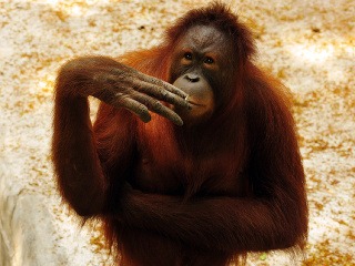 Orangutani môžu v zoo