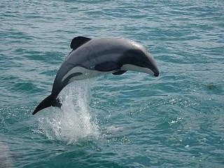 Malým delfínom maui hrozí