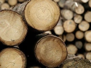 Za nelegálny výrub dreva