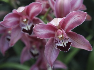 Objavili nový druh orchidey: