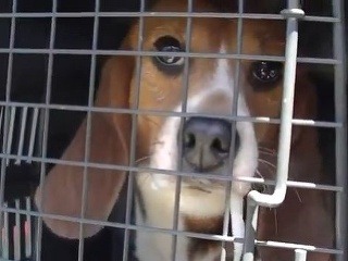 Srdcervúce VIDEO: Laboratórnych psíkov