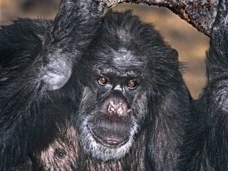 Zomrel Šimpanz (44), ktorý