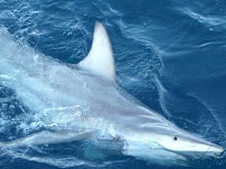 Evolučný žralok: Nový druh