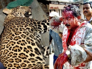 Nepálski policajti dolapili leoparda-zabijaka: