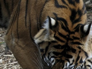 Tragédia v zoo: Tigre