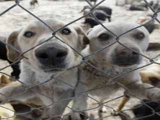 Kruté týranie zvierat: Zaznamenali