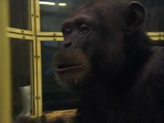 Šimpanz rieši neuveriteľné úlohy: