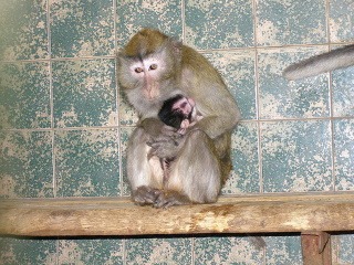 Teplomilný makak sa narodil