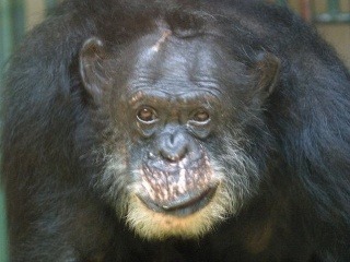 Zomrel najstarší európsky šimpanz