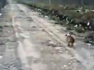 Smiešne VIDEO: Pes šteká