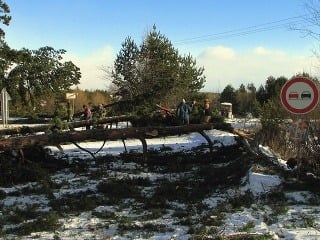 Popadané stromy a sneh