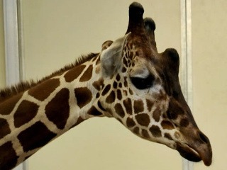 V Zoo uhynula žirafa,