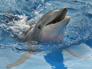 Švajčiarsko zakázalo chov delfínov