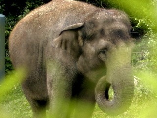 Slonicu v zoo oplodnili
