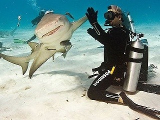 Krásne FOTO: Vysmiaty žralok