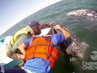 Milé VIDEO: Obrovská veľryba