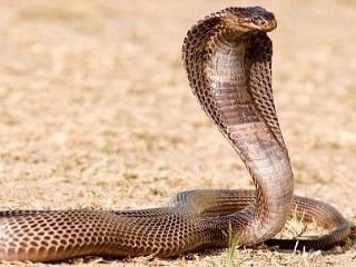 Chovateľ hadov bojuje o