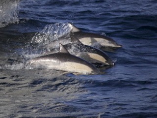 Delfíny pomáhali rybárom: Samé