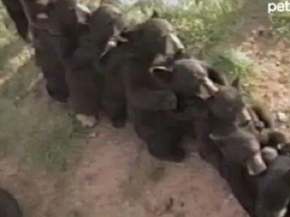 Chutnučké VIDEO: Desať medvieďat